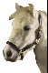 Lederhalfter Shetty / WB-Fohlen